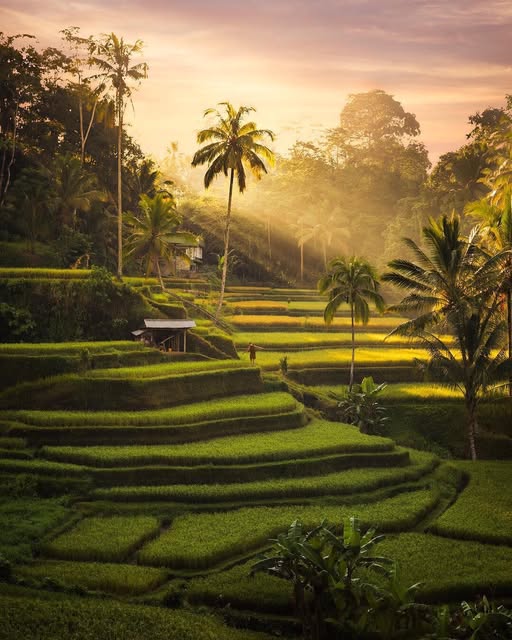 Green stepped rice terraces in Bali
