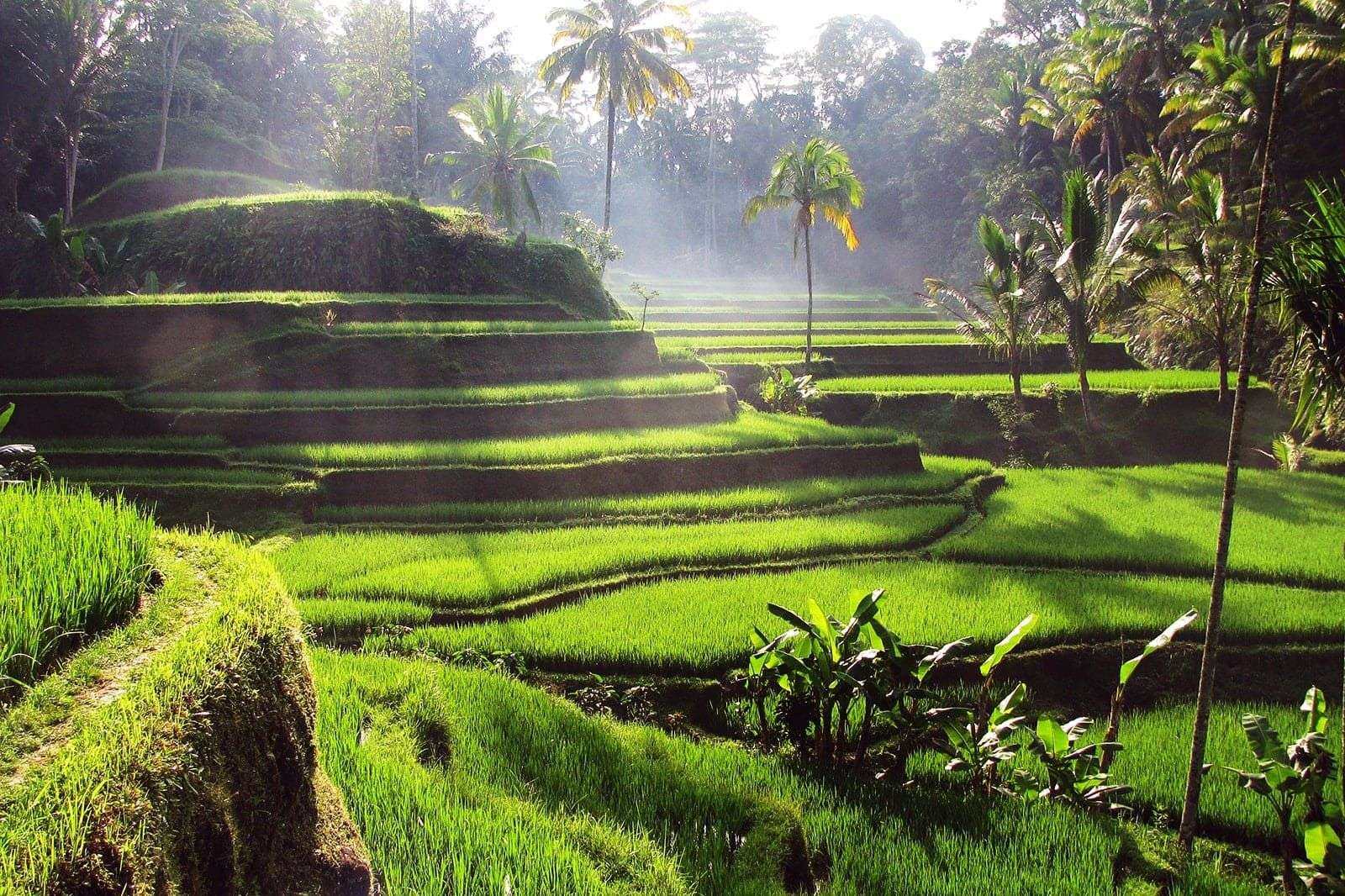 Terraced rice fields in Kenderan
